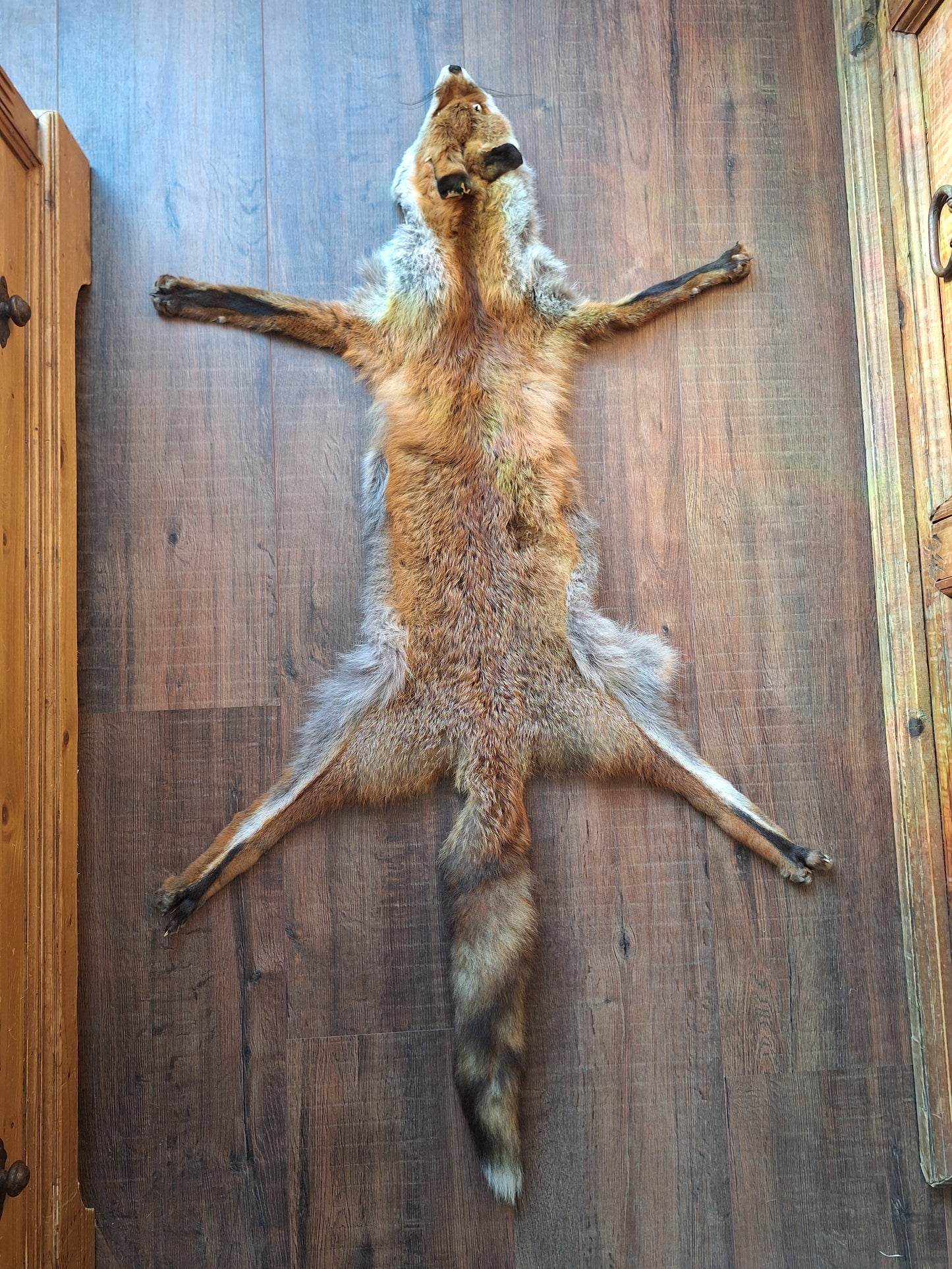 Red fox hide #24