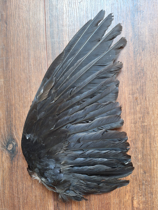 Crow single wing #39