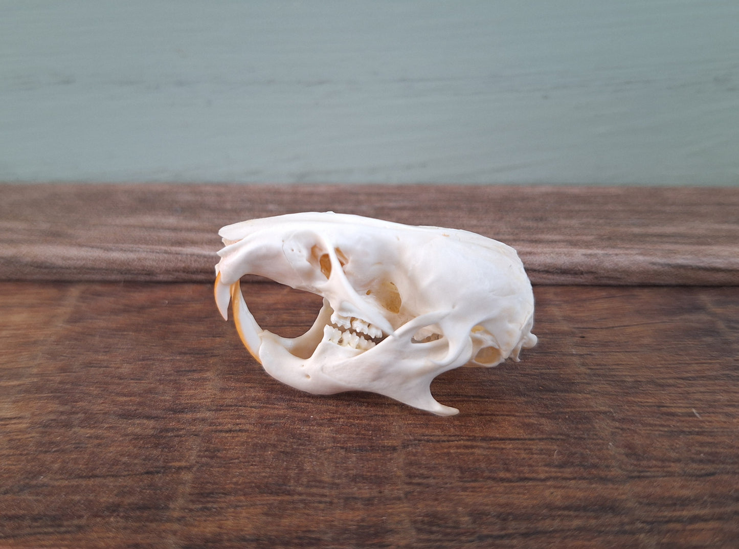 Gold hamster skull