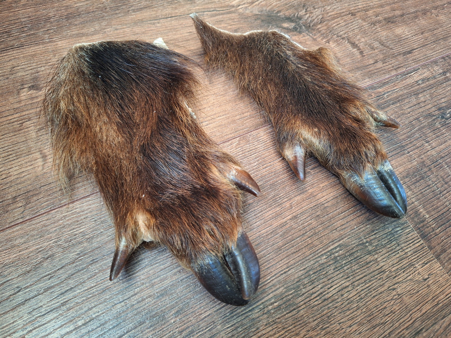 Wild boar lower leg hides