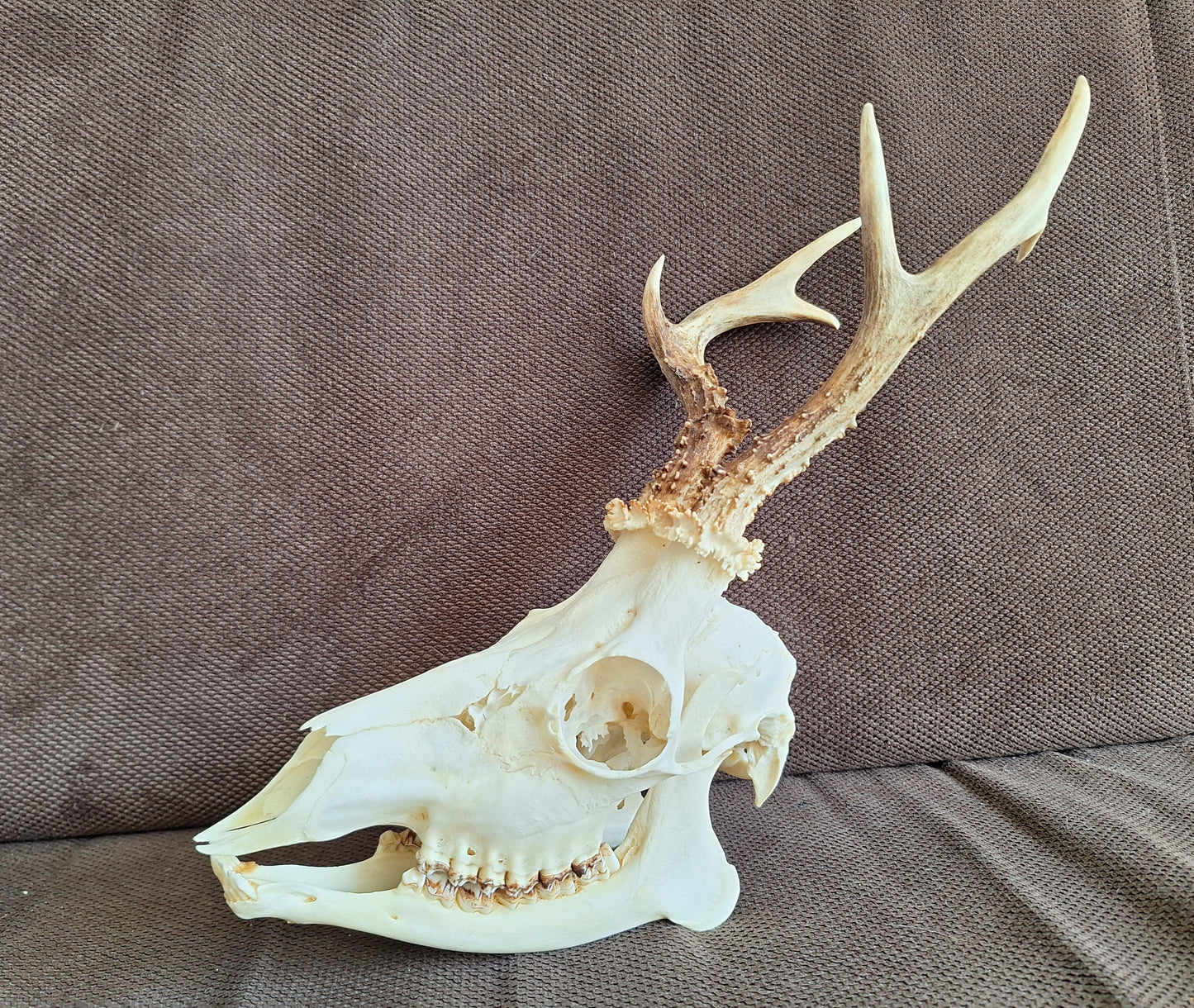 Roe buck skull #3