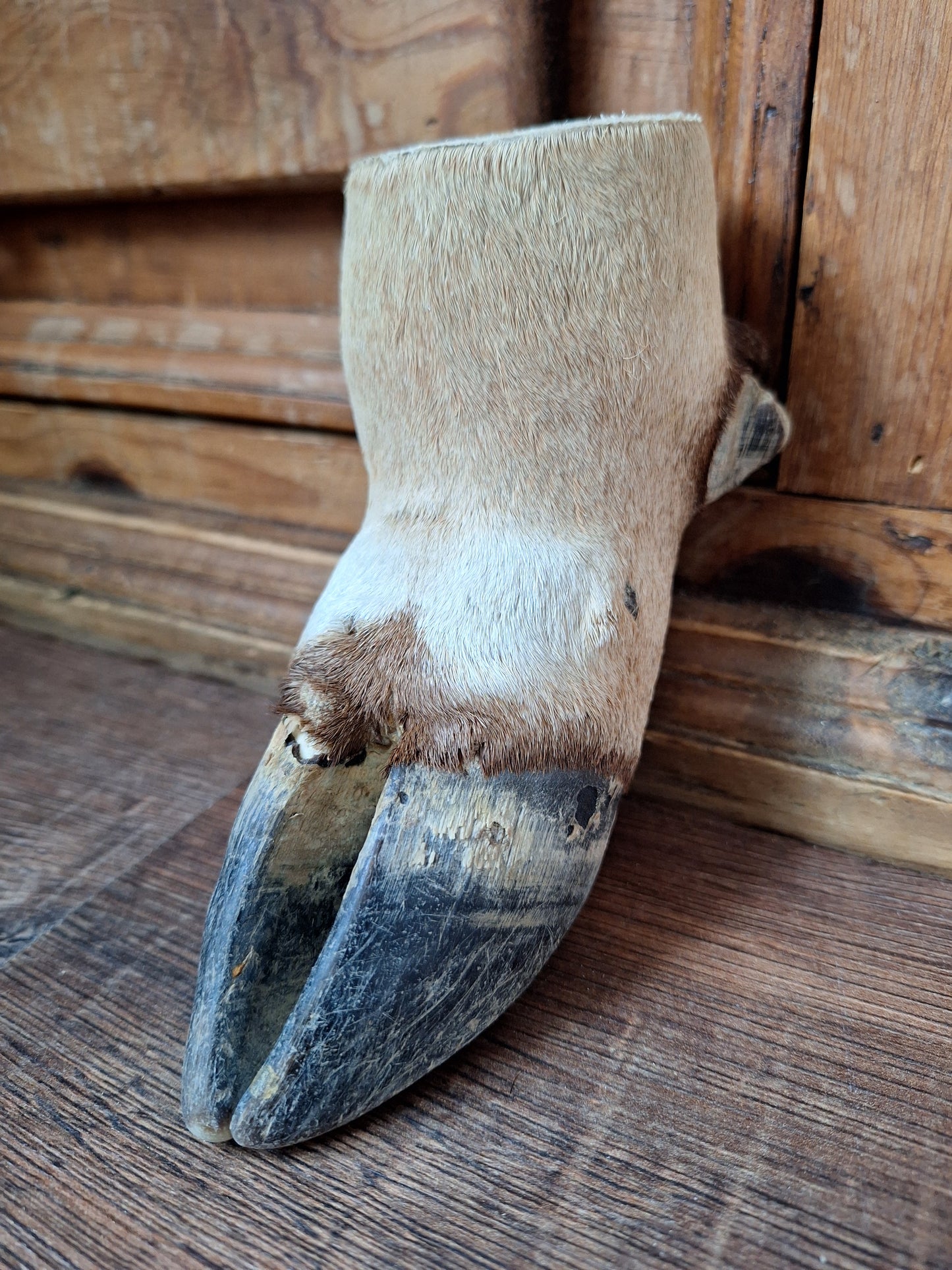 Vintage gemsbok foot