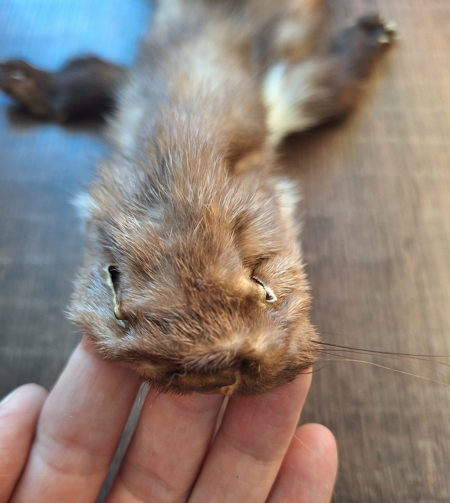 Stone marten hide #5