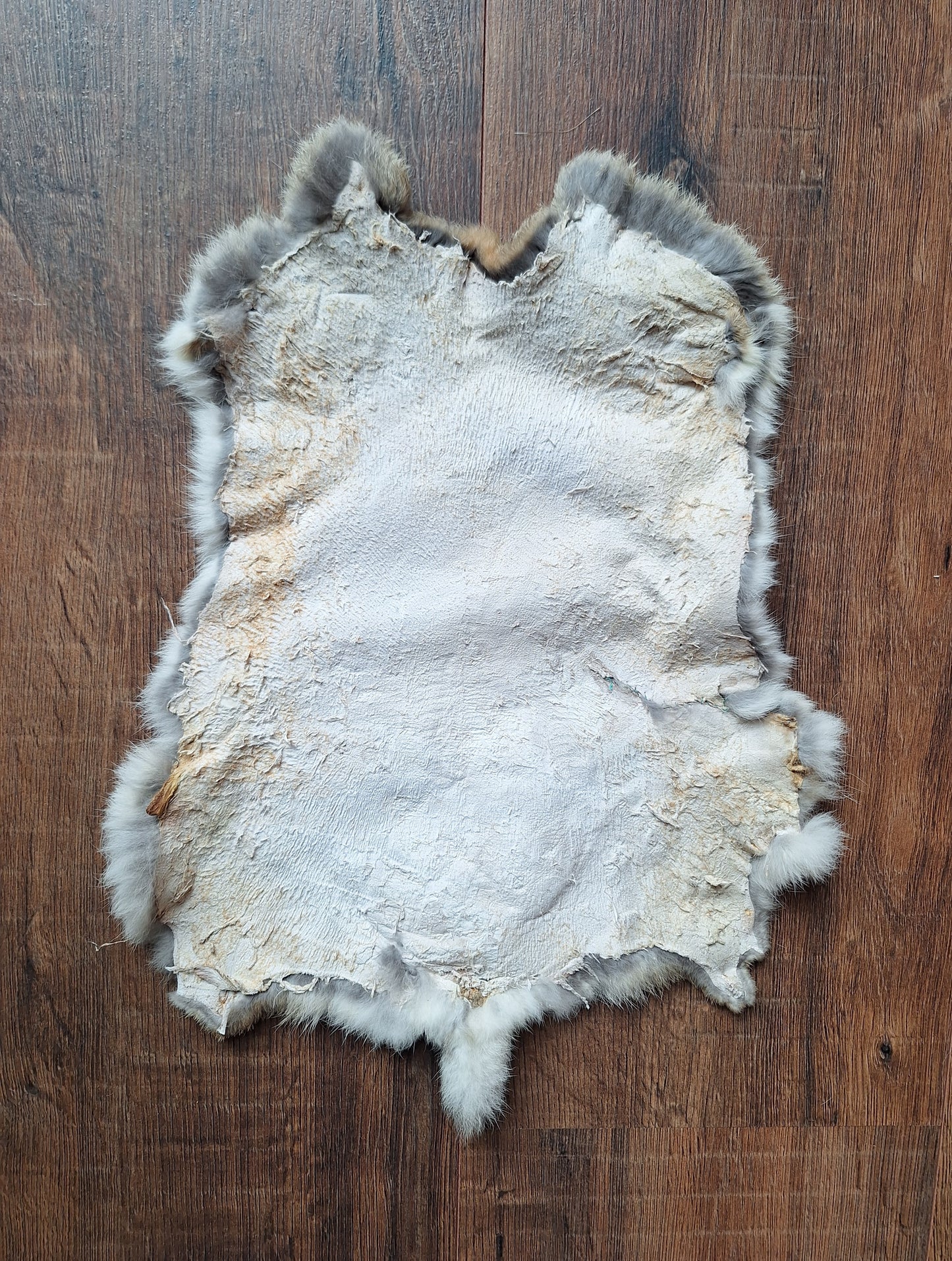 Rabbit hide #12