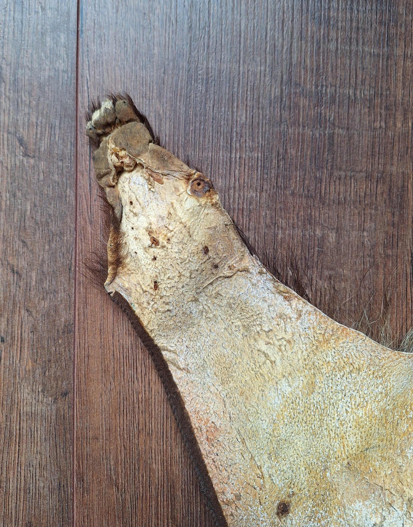 Badger hide #7
