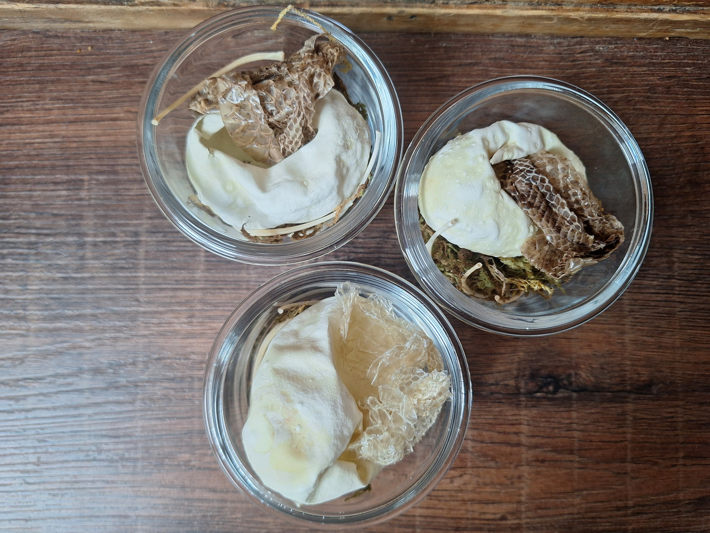 Snake set in glass jar