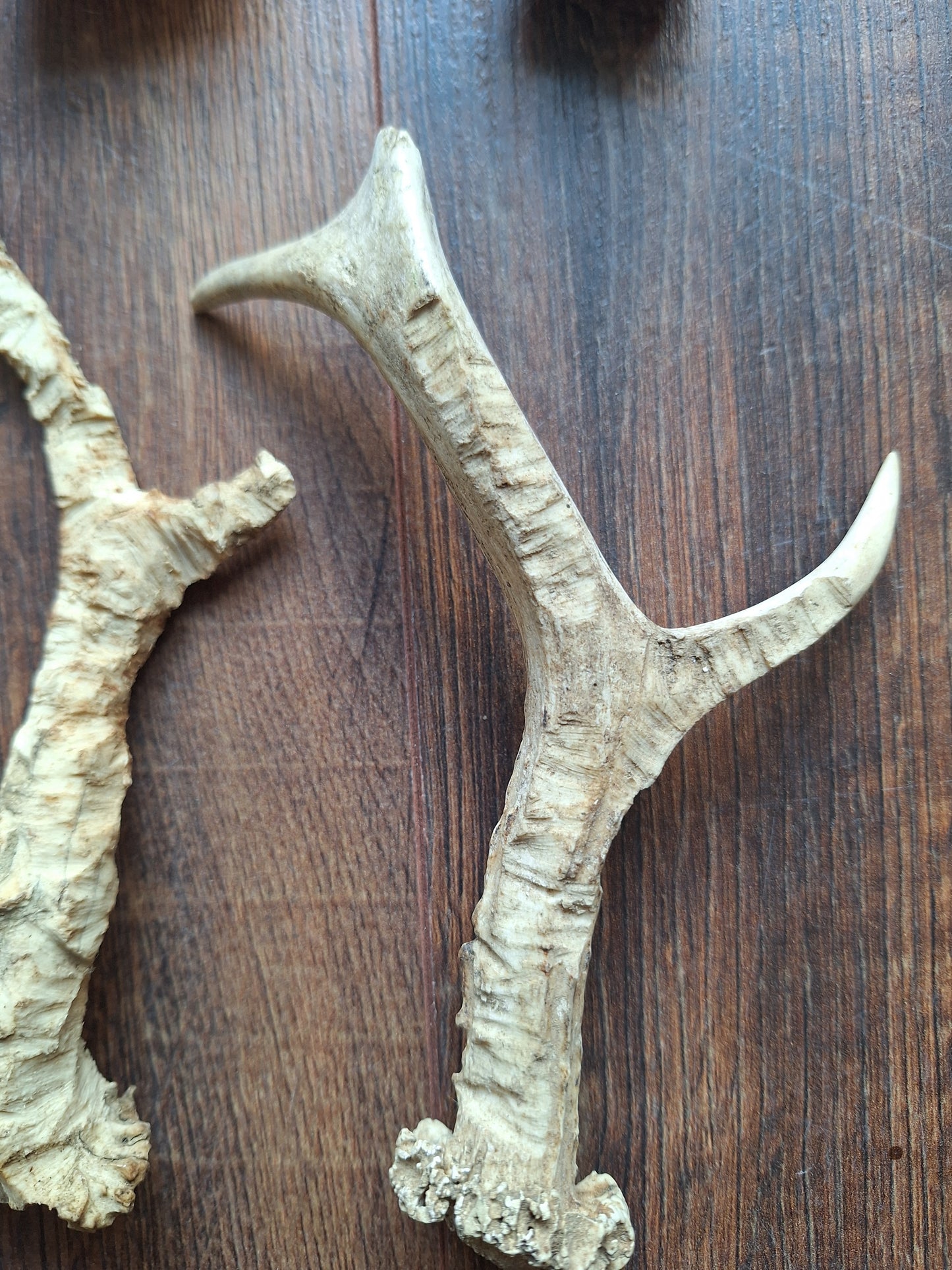Roe deer antlers, B-quality, set of 11,