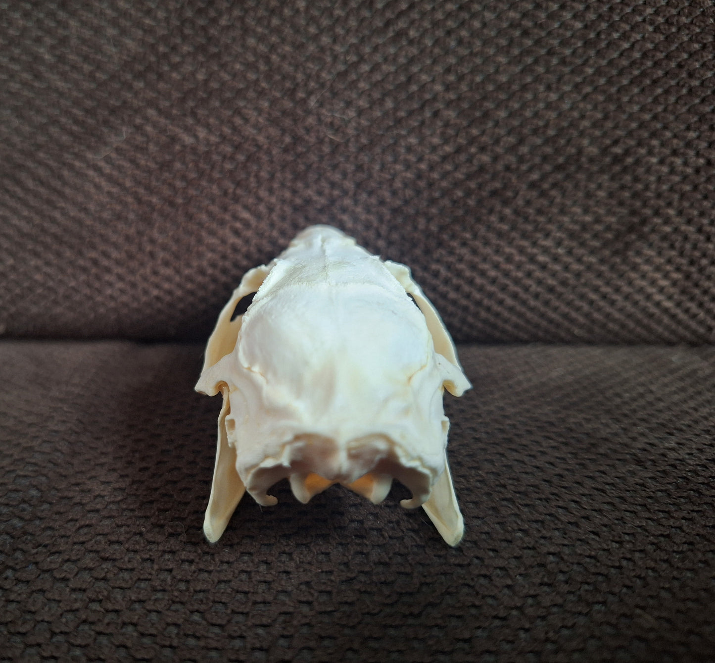 Guinea pig skull