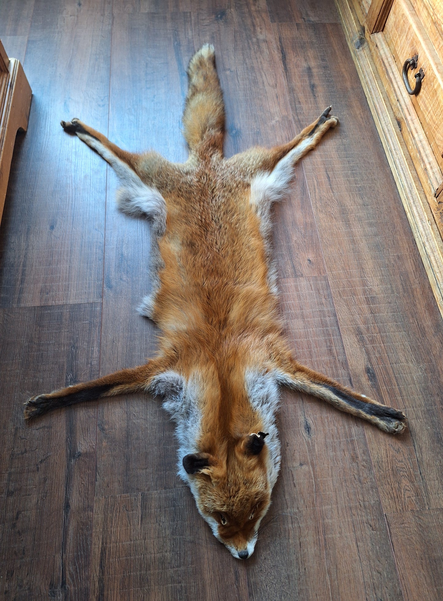 Red fox hide #24