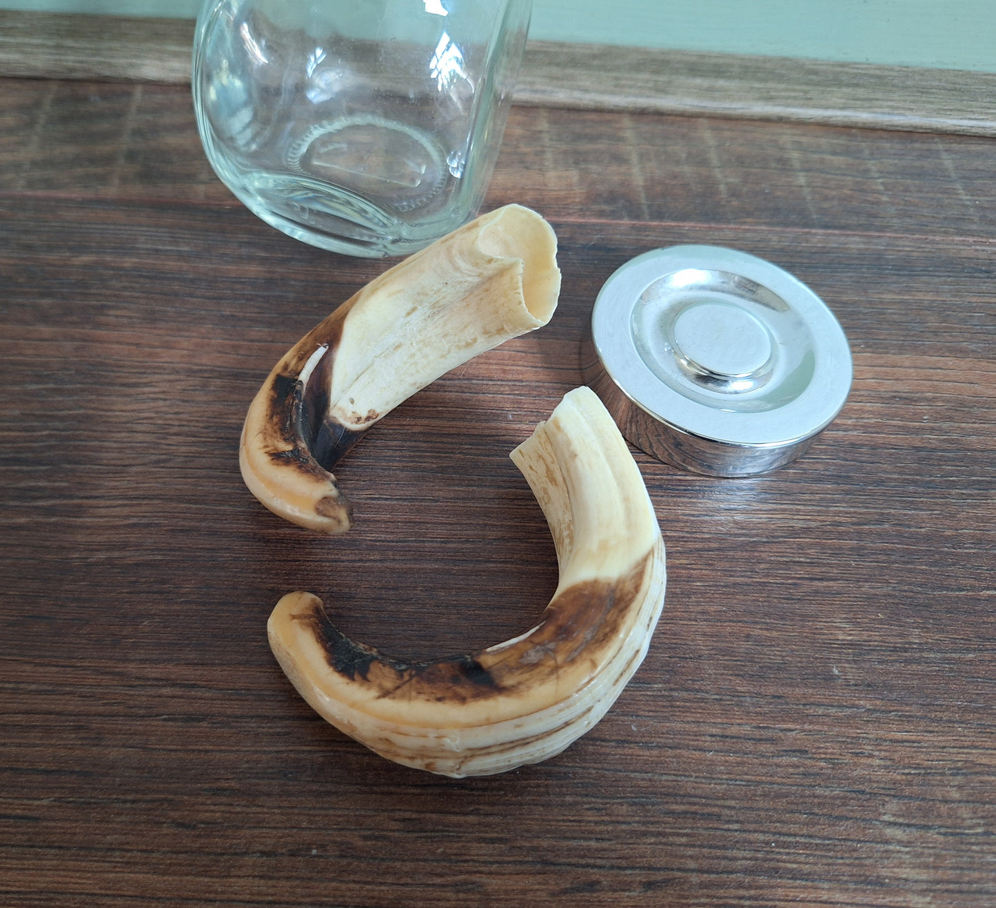 Wild boar upper jaw tusks in glass jar