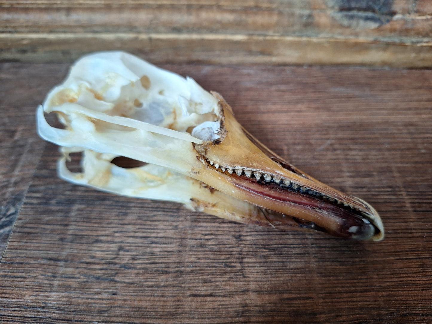 Grey goose skull