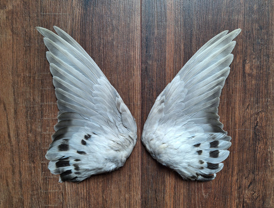 Domestic pigeon wings, set of 2