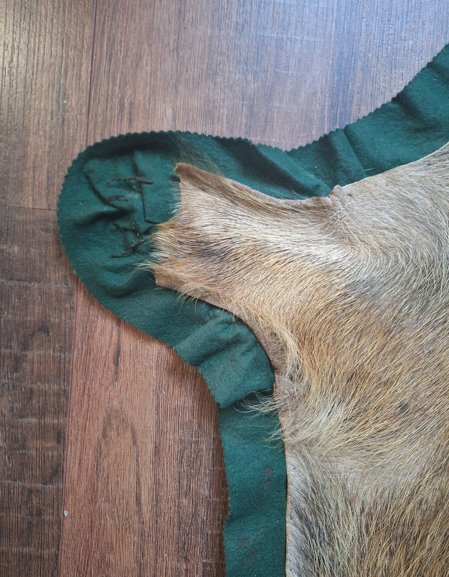 Vintage wild boar hide preparation