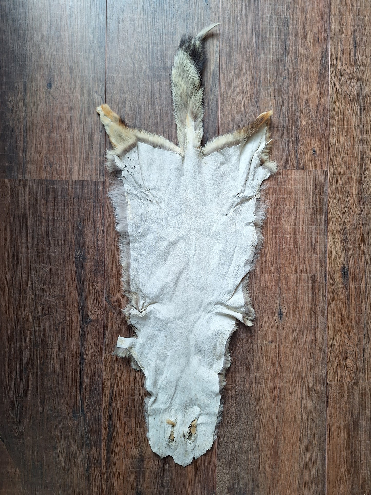 Cape fox hide #1