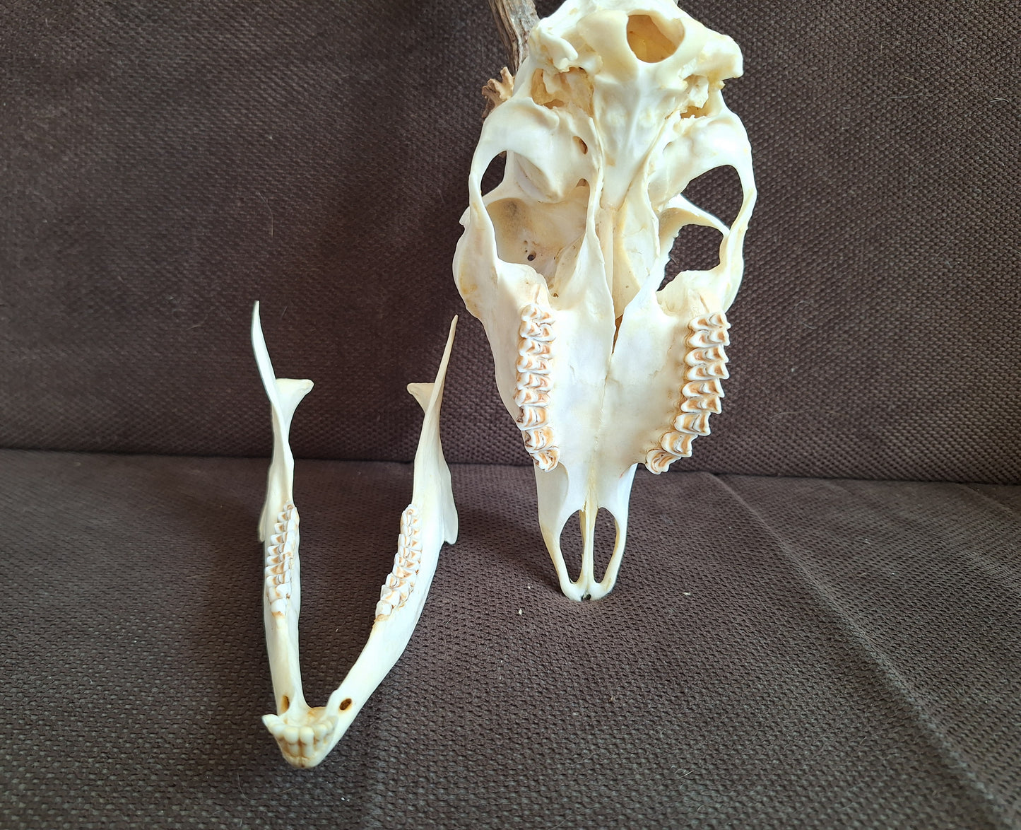 Roe buck skull #2