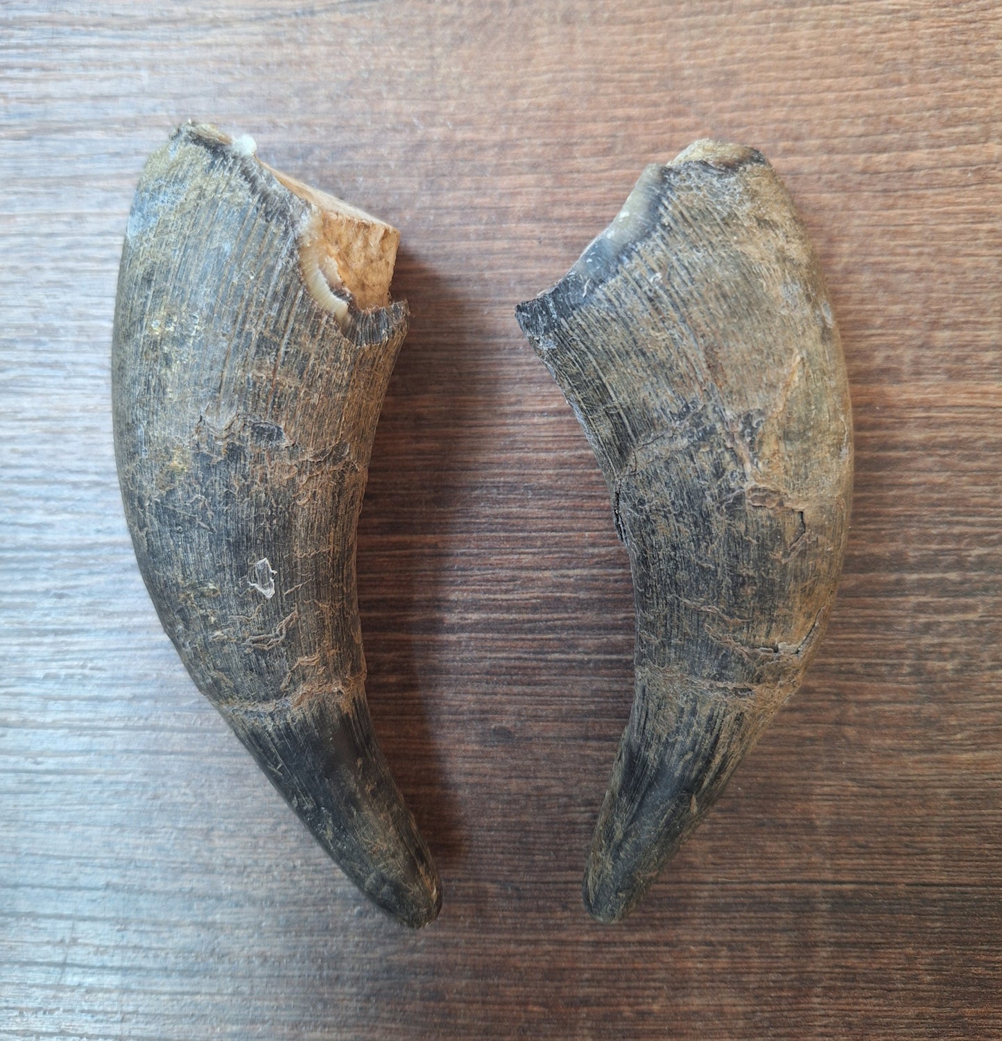 Cow horn set