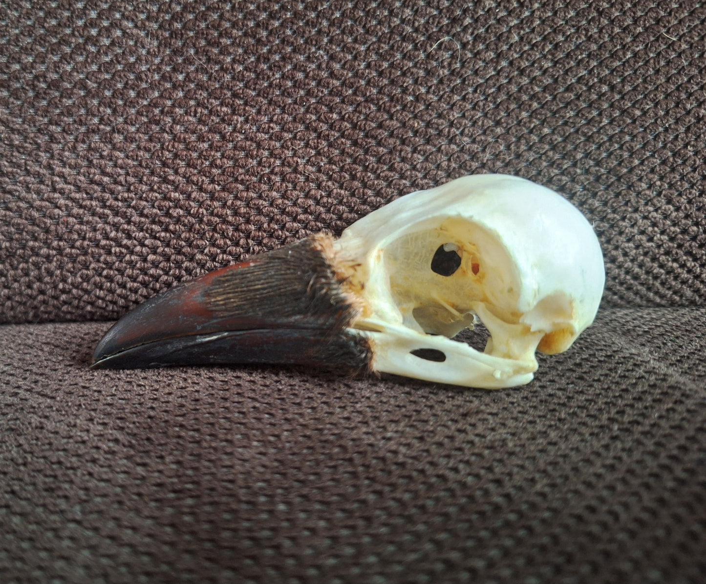 Crow skull #36