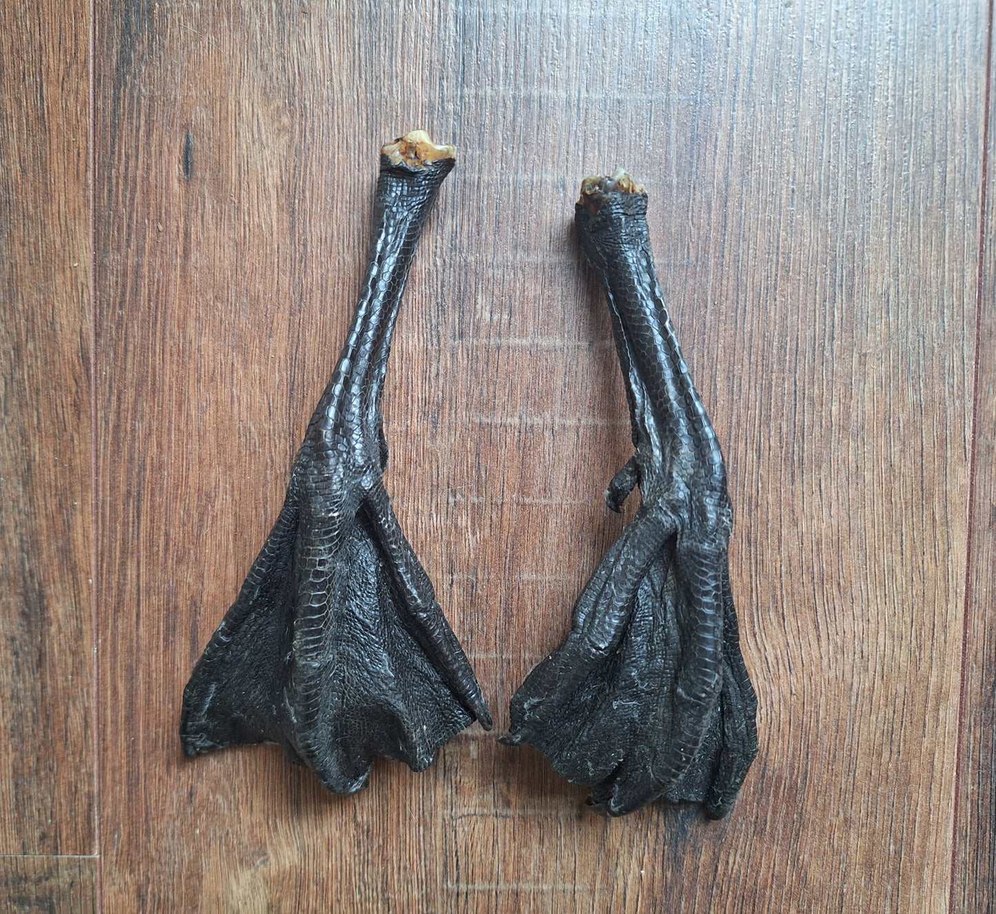 Barnacle goose lower legs, set of 2