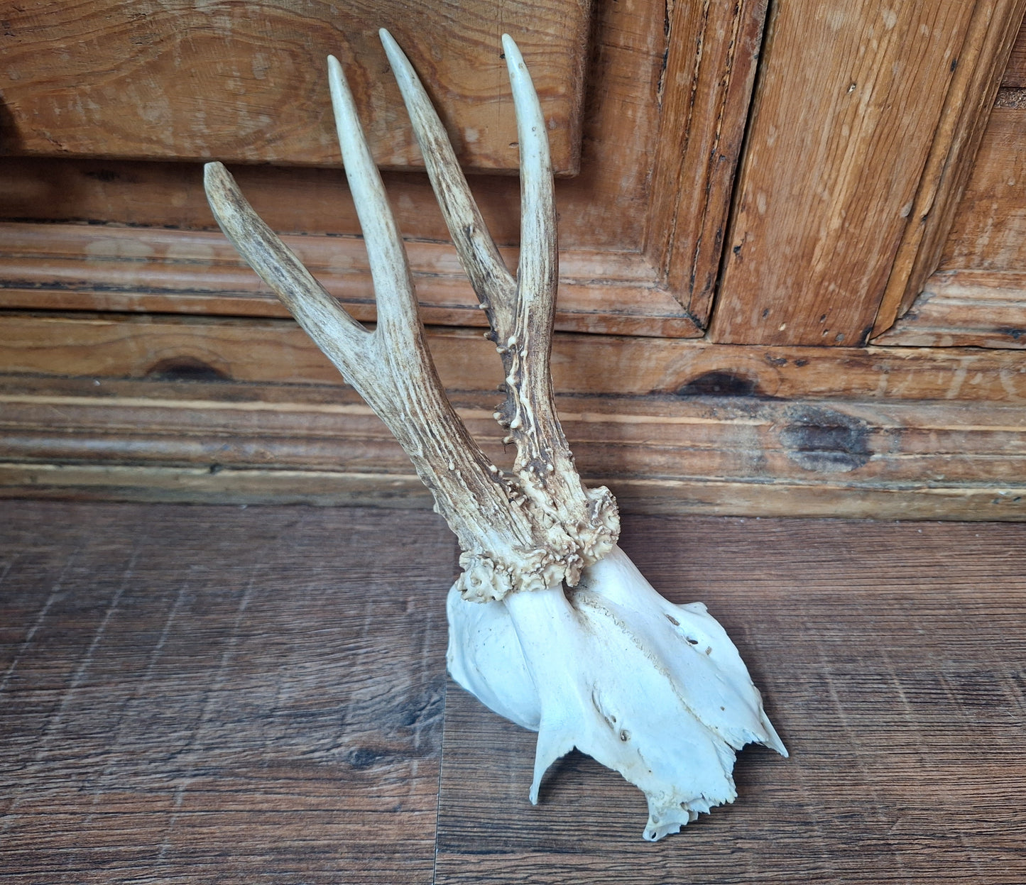 Roe buck skull cap #13
