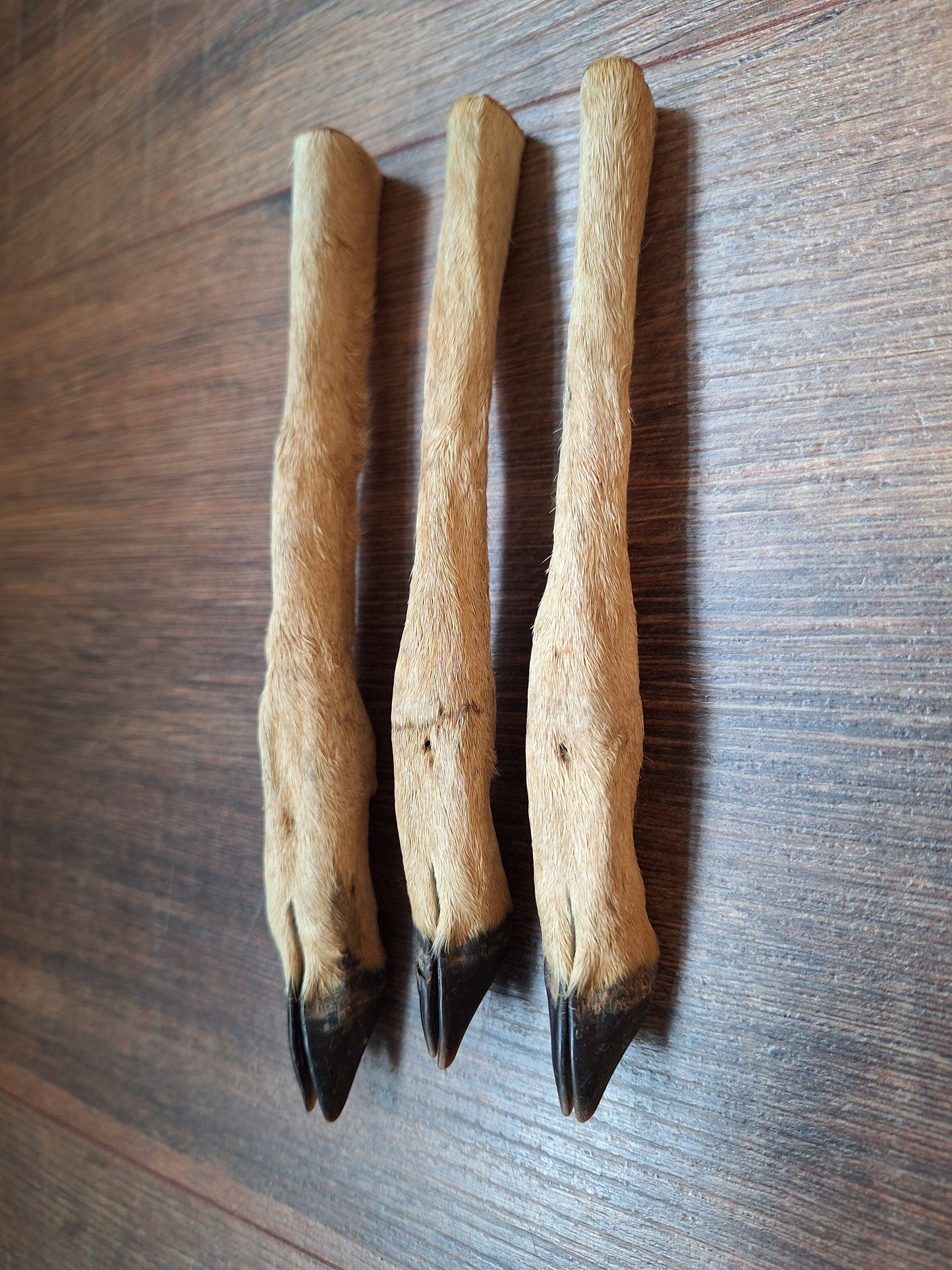 Vintage roe deer lower legs