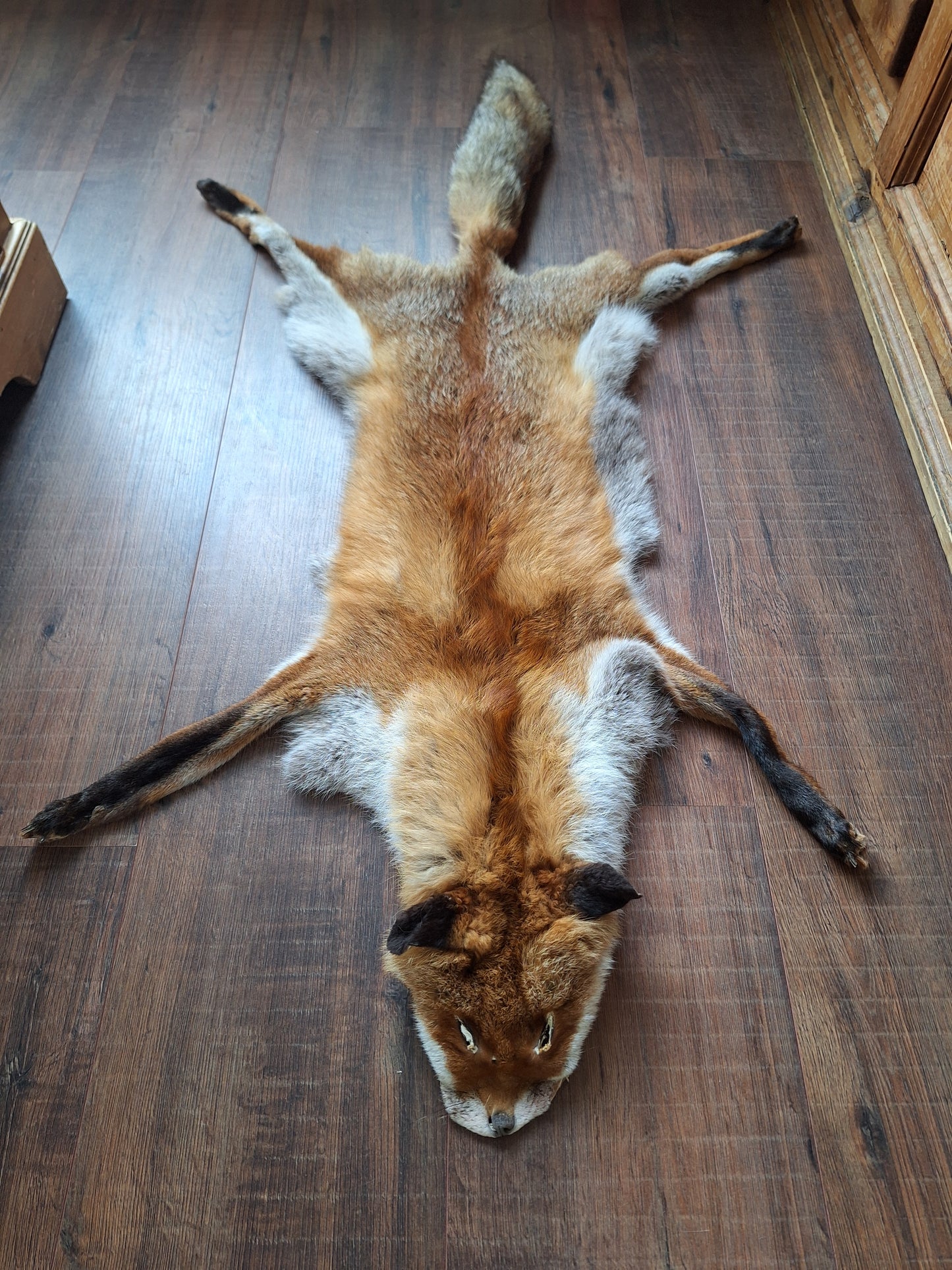 Red fox hide #21