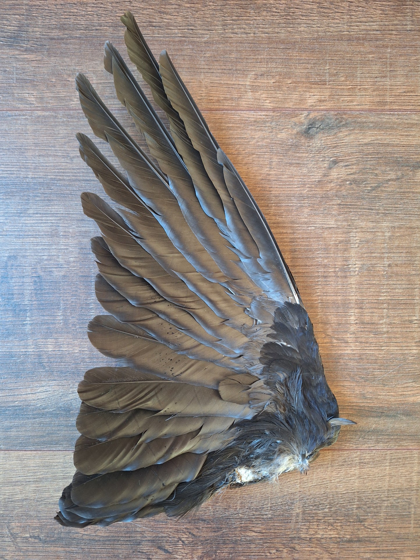 Crow single wing #35