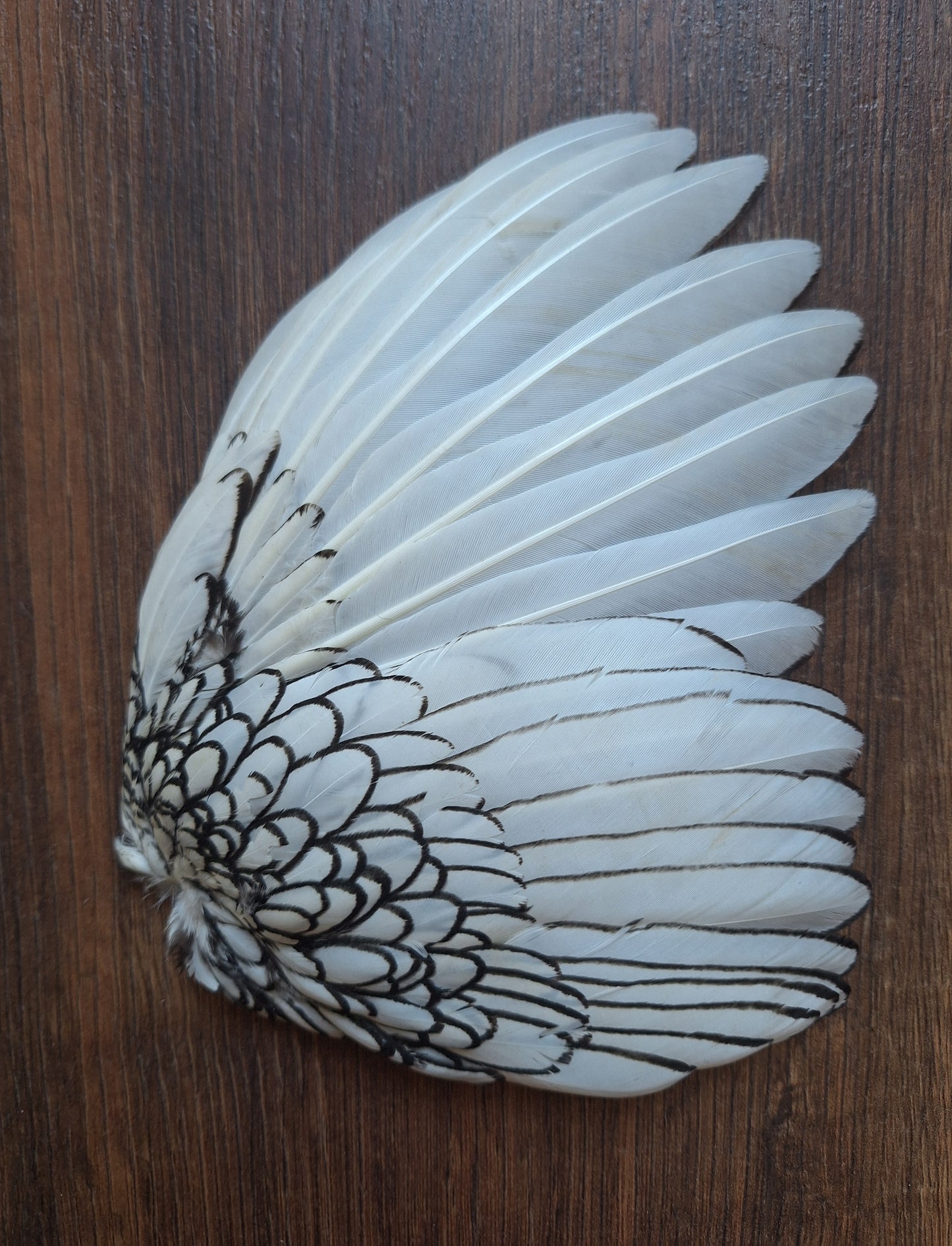 Chicken wing