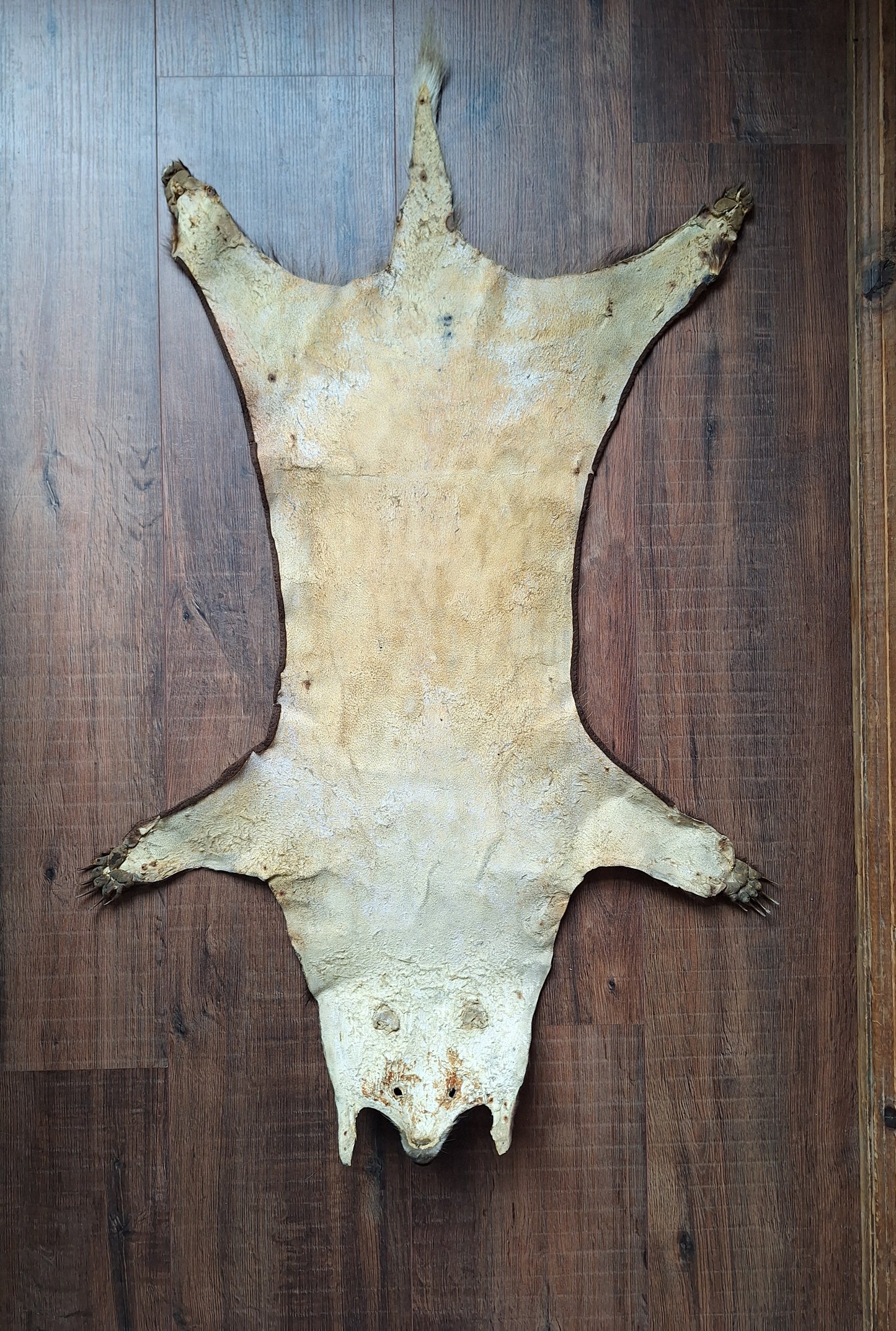 Badger hide #7