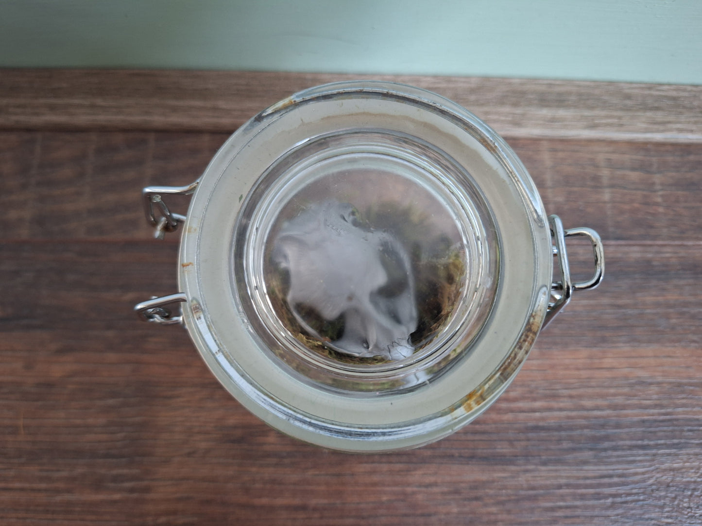 Musk rat upper skull, silver-painted, in glass jar