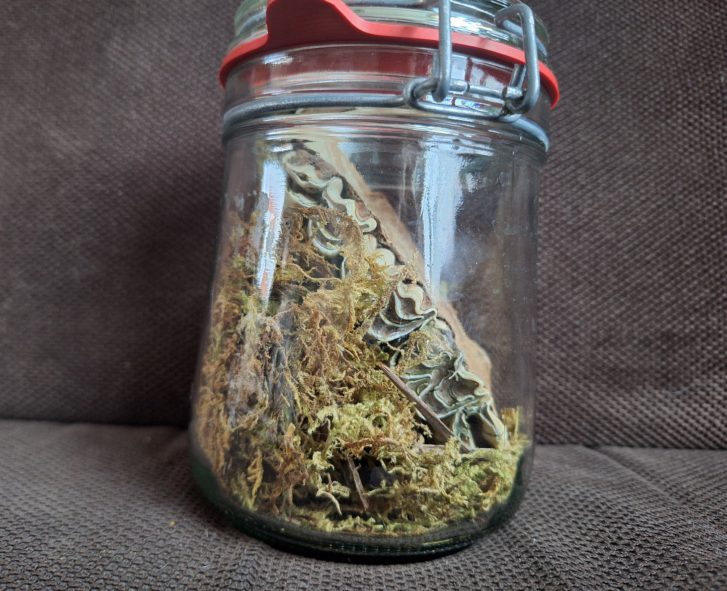 Cow jaw piece, B-quality, in glass jar