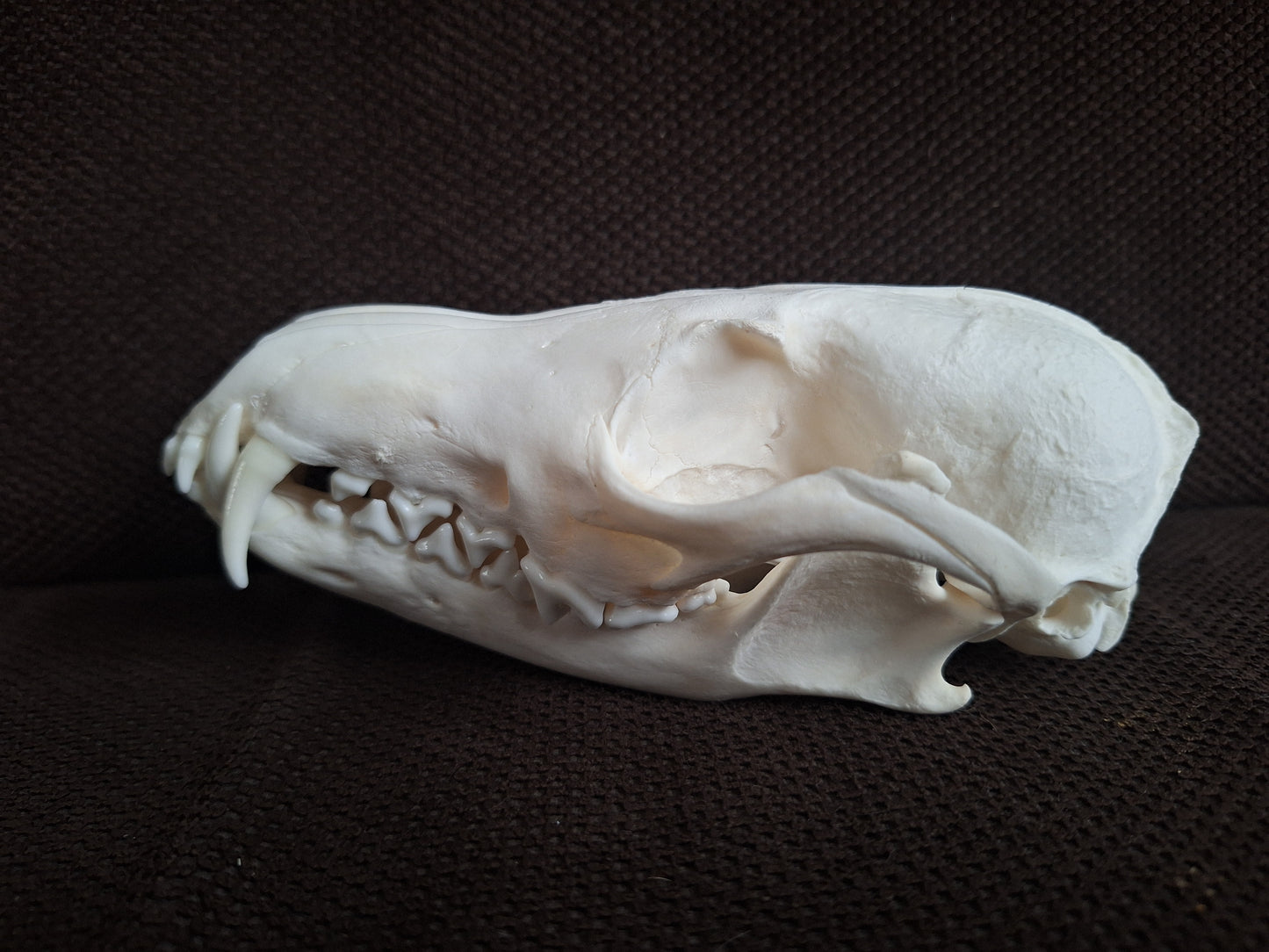 Fox skull #25