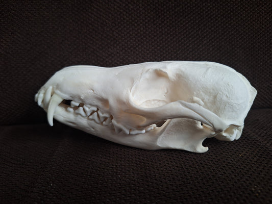 Fox skull #25