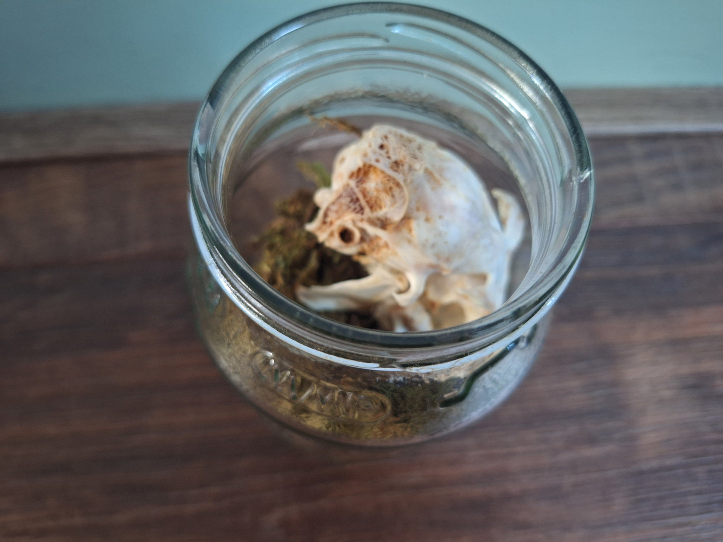 Rabbit skull, B-quality, in glass jar