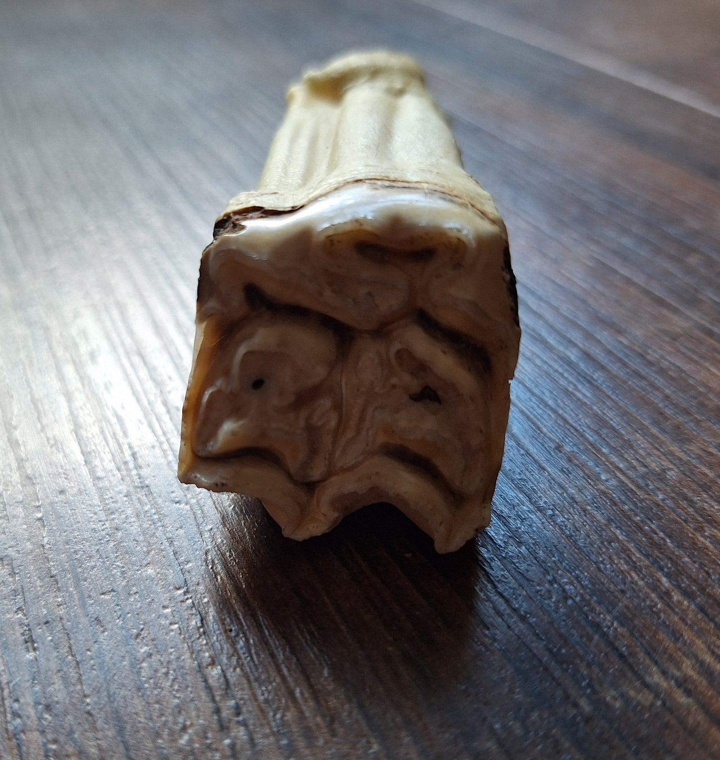 Cow tooth