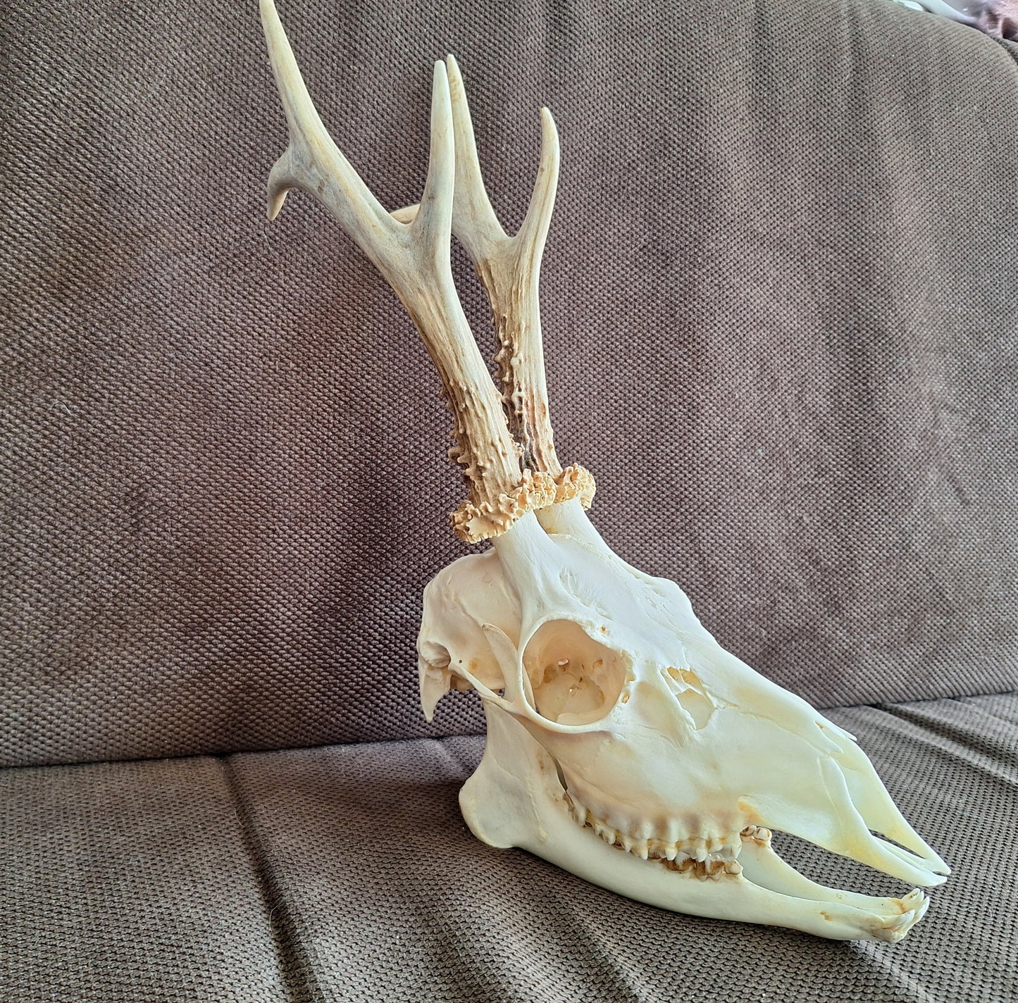 Roe buck skull #4