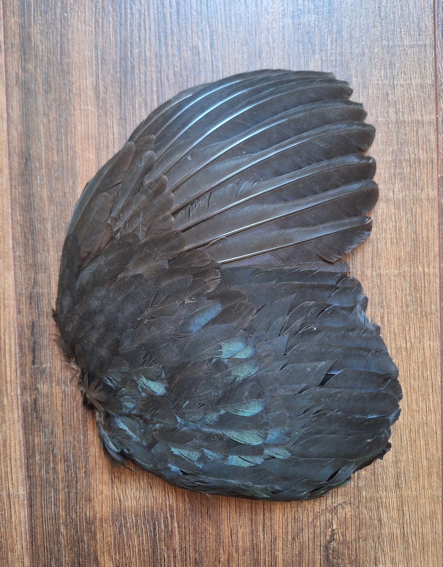 Rooster wing