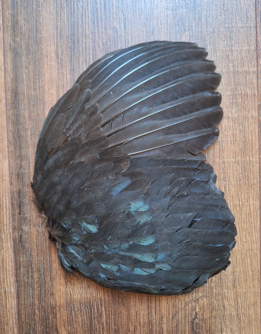 Rooster wing
