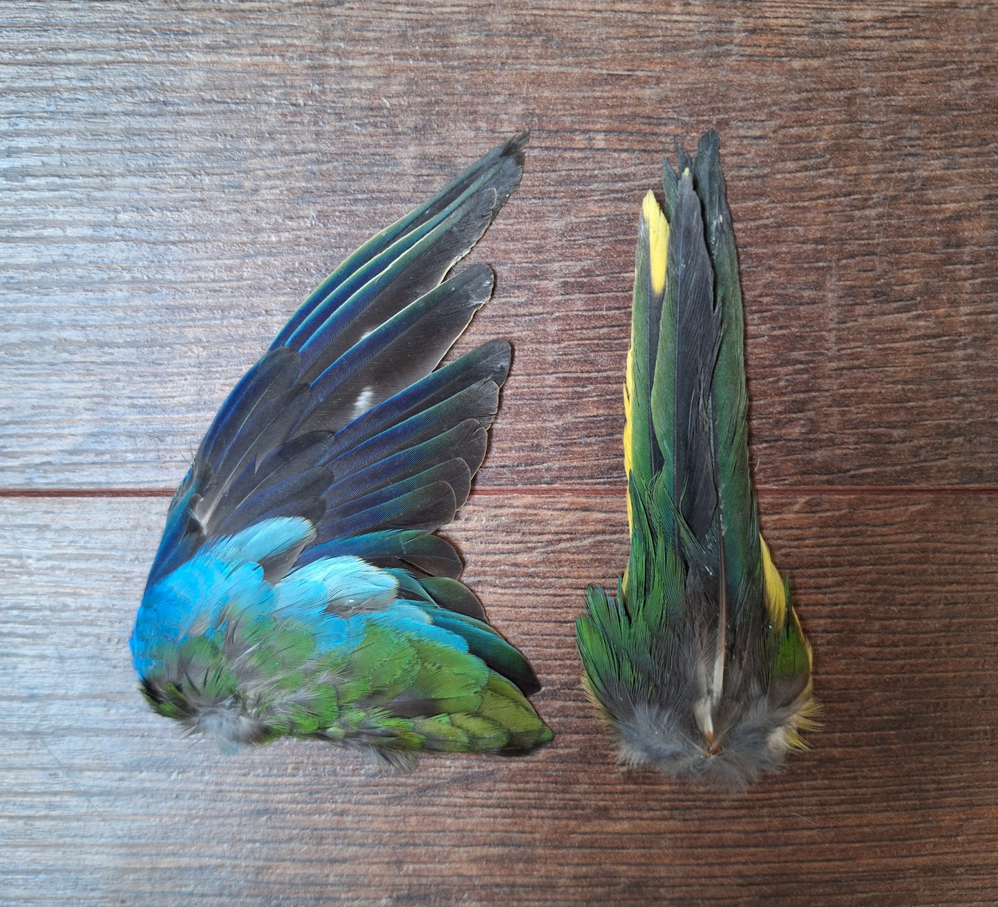Parakeet single wing and tail, B-quality