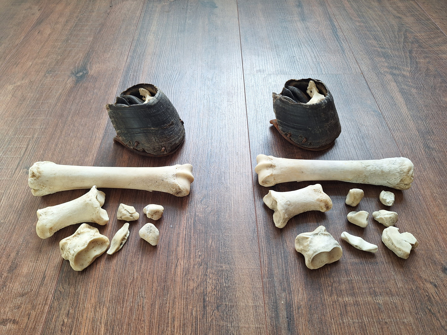 Horse lower leg bone sets