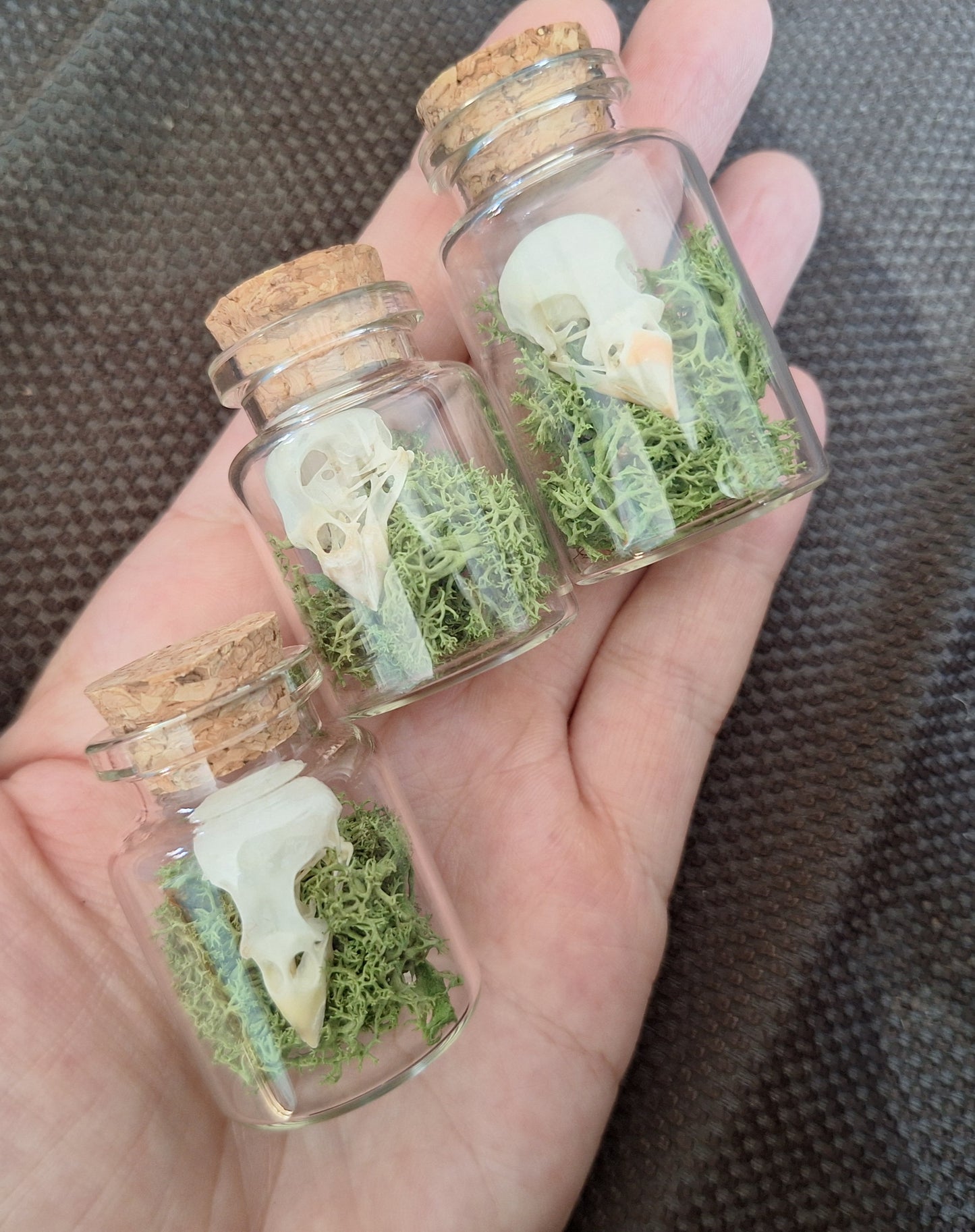 Parakeet skull bottle