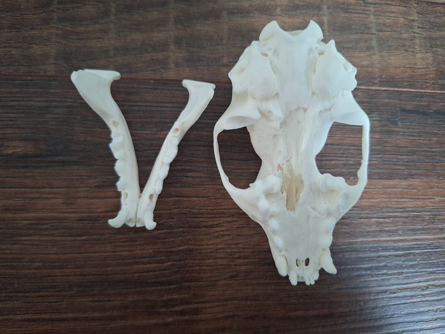 Stone marten skull, B-quality
