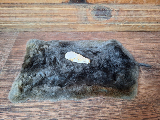 Mole skull and hide set