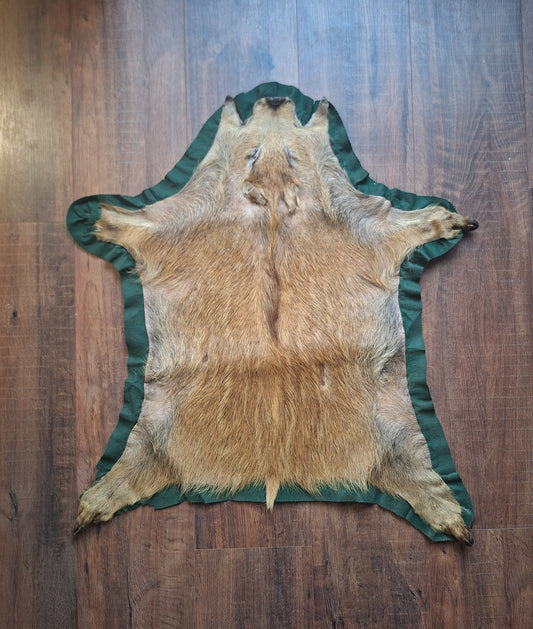 Vintage wild boar hide preparation