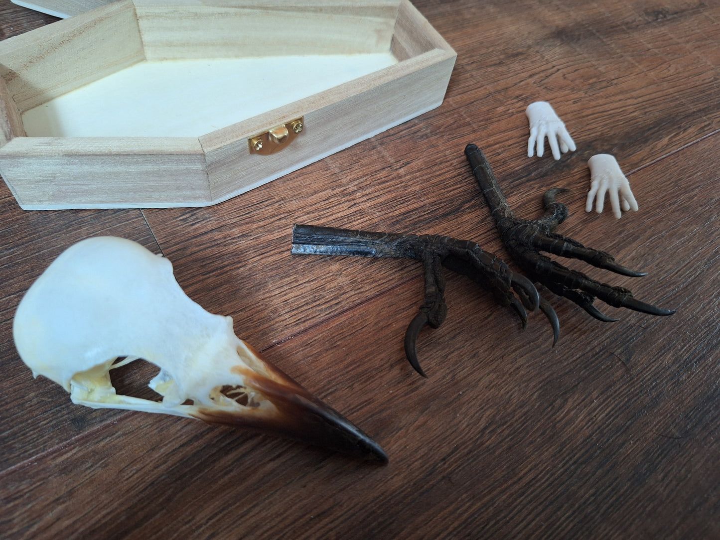 Crow skull and claws set in coffin