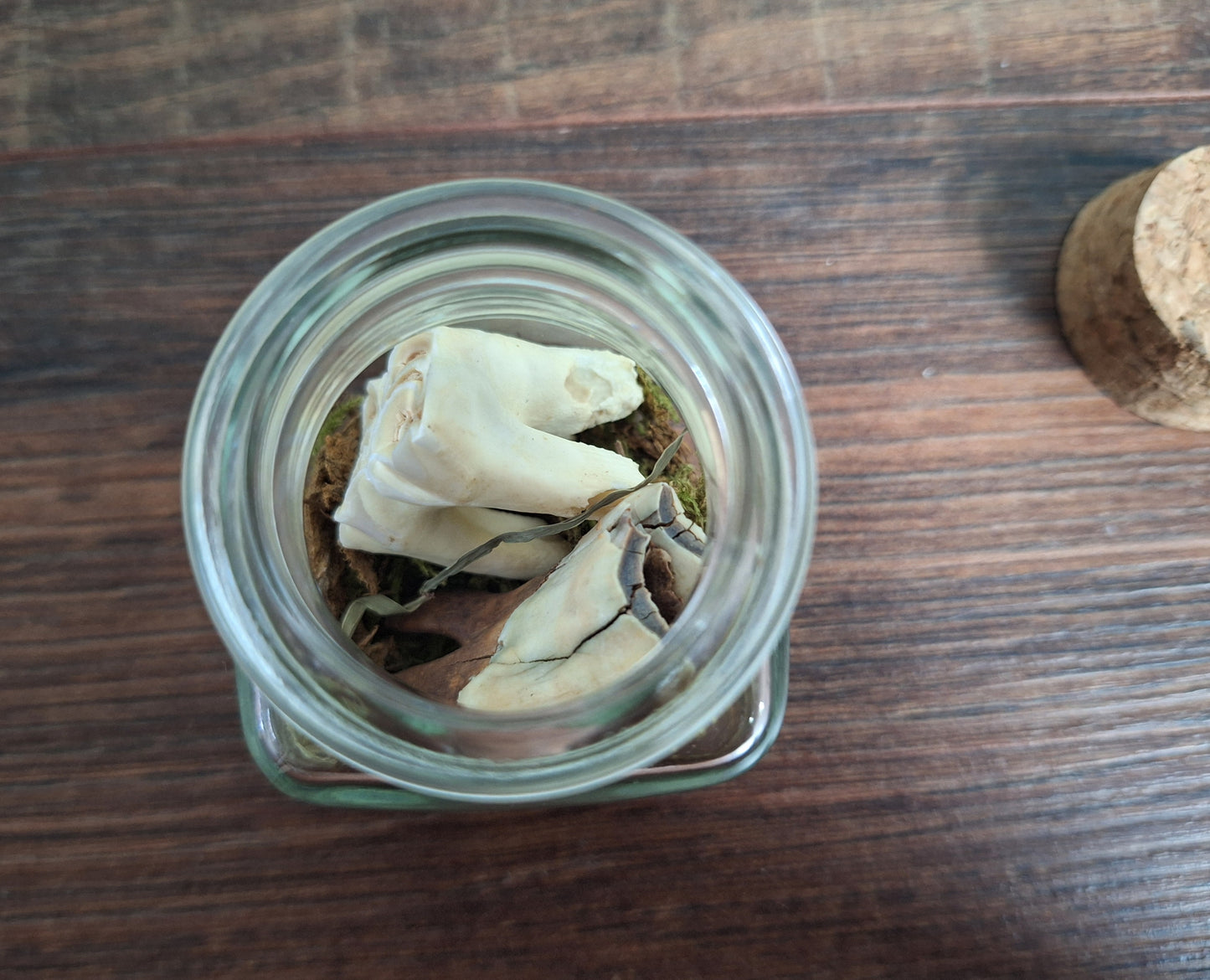 Cow teeth in glass jar