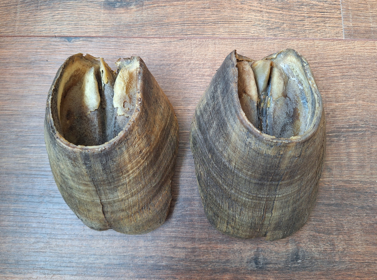 Horse hooves