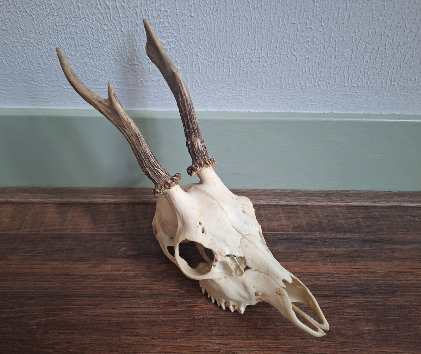 Roe buck upper skull #15