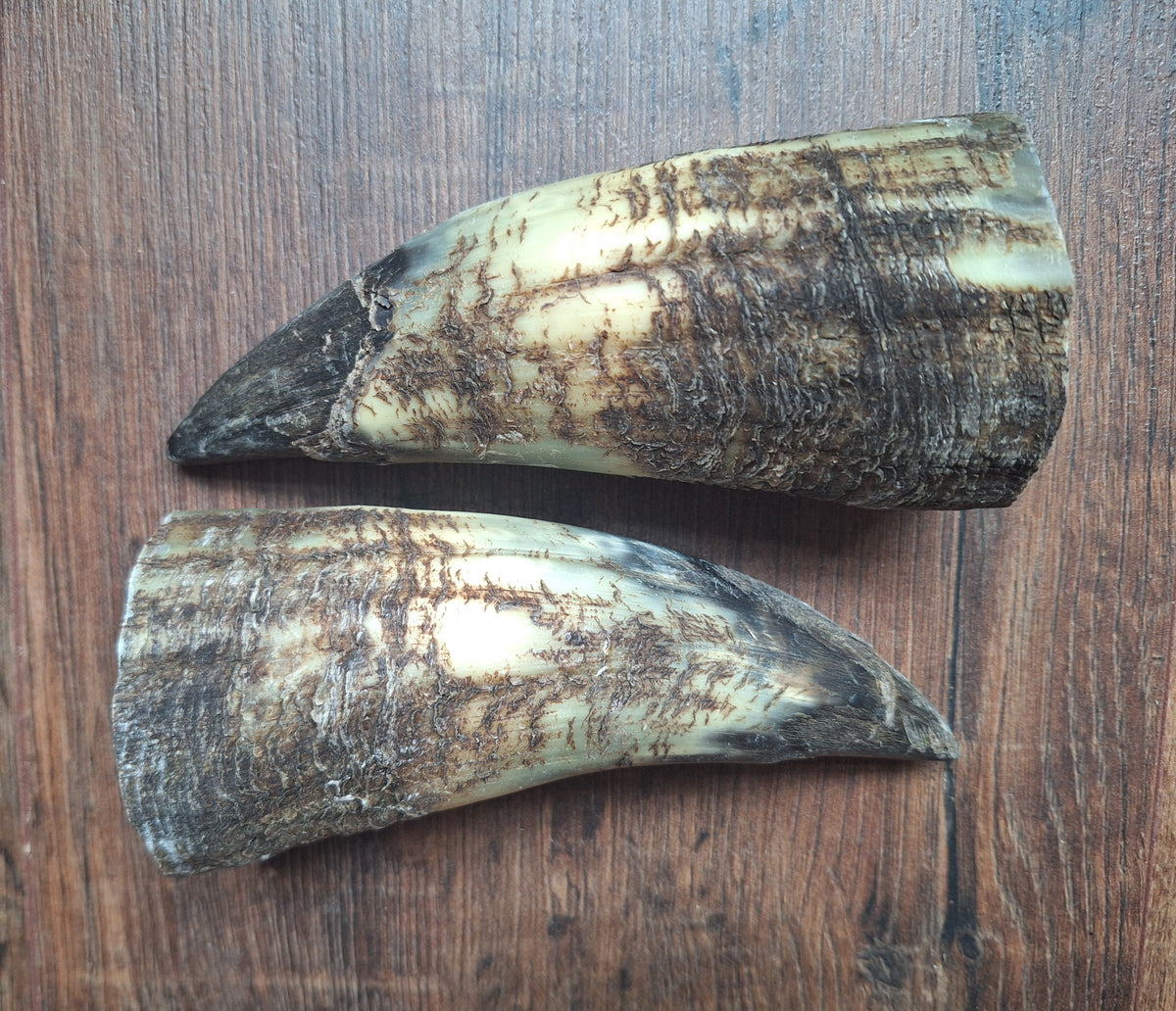 Cow horn set