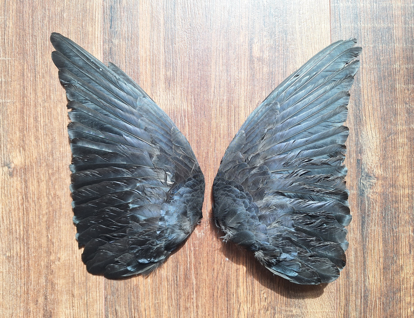 Jackdaw set of wings #7