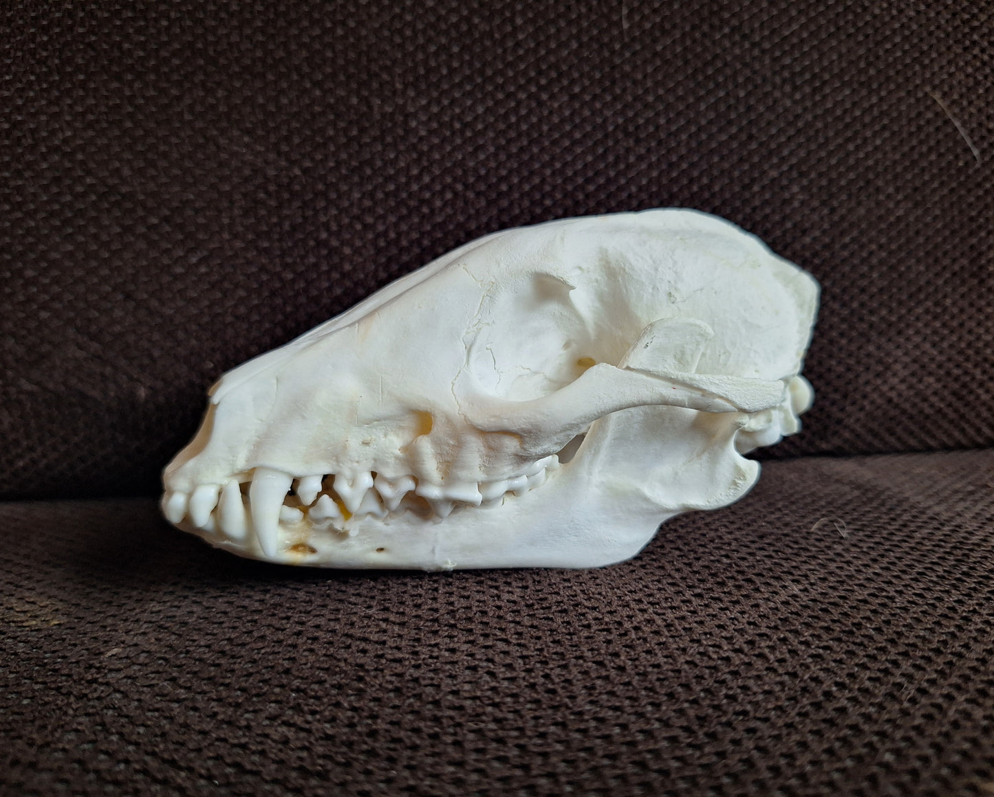 Raccoon dog skull